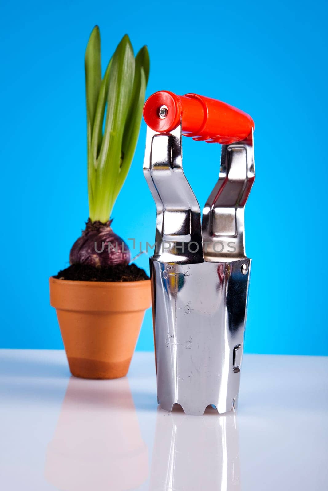 Gardening concept, plant