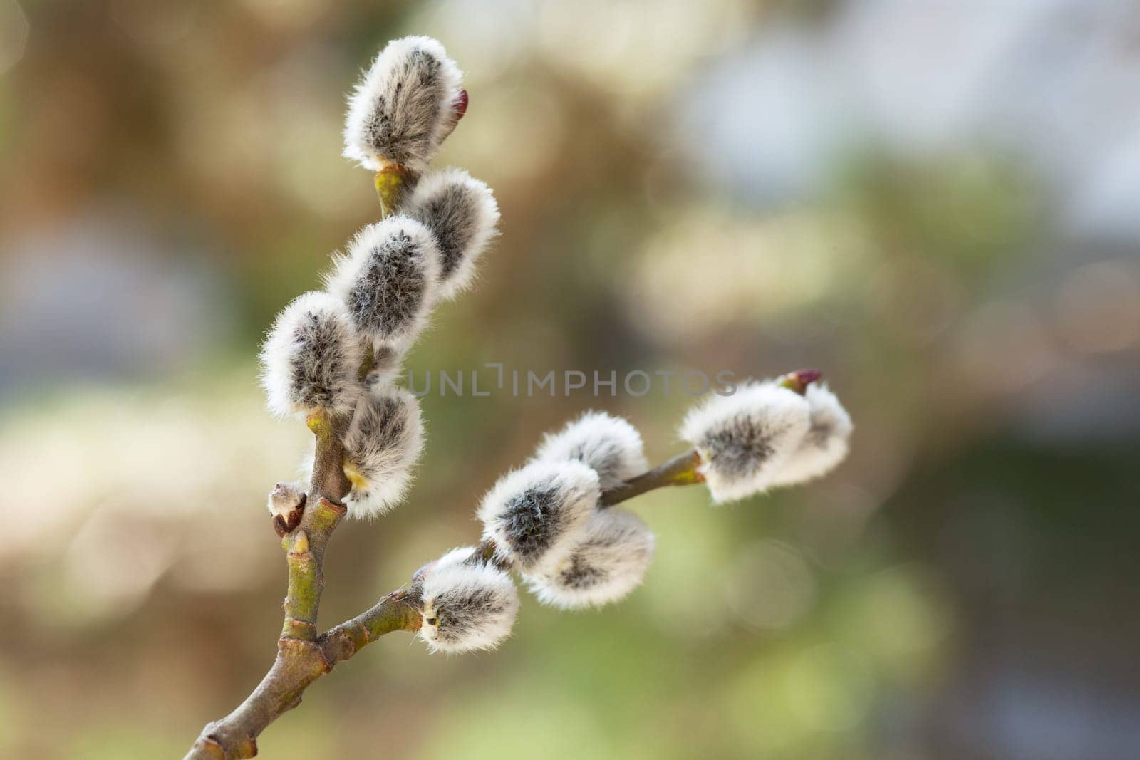 Palm catkins,close-up of blossom against soft background