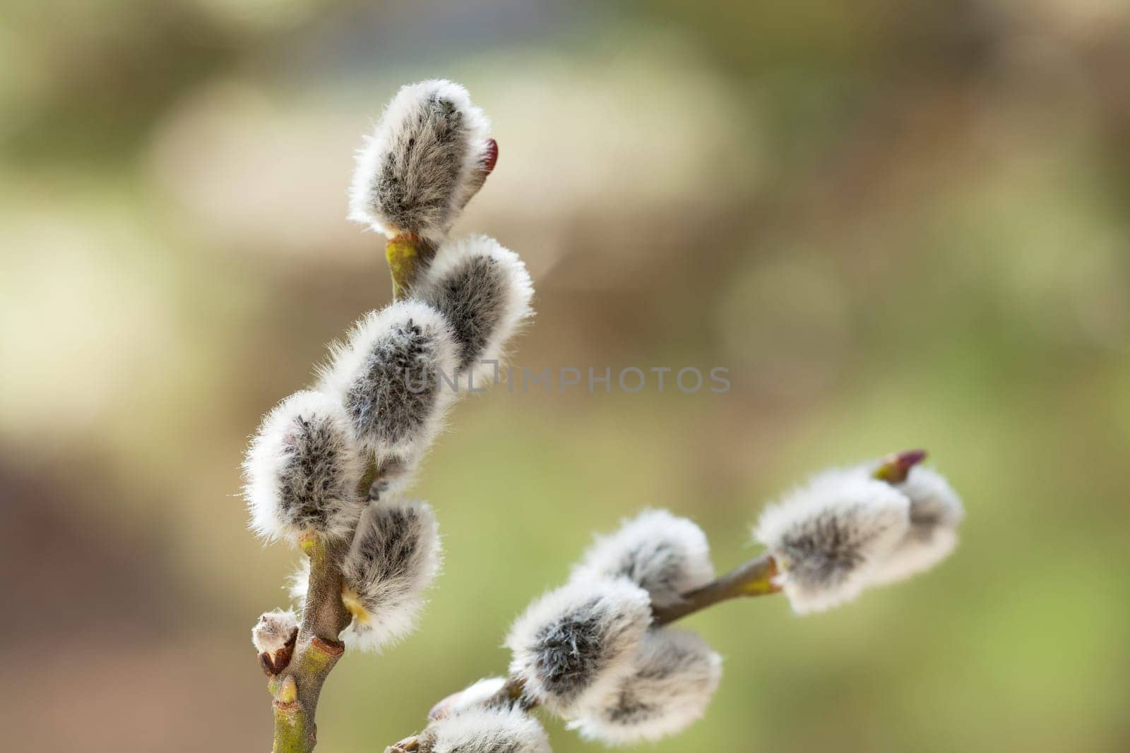 Palm catkins,close-up of blossom against soft background
