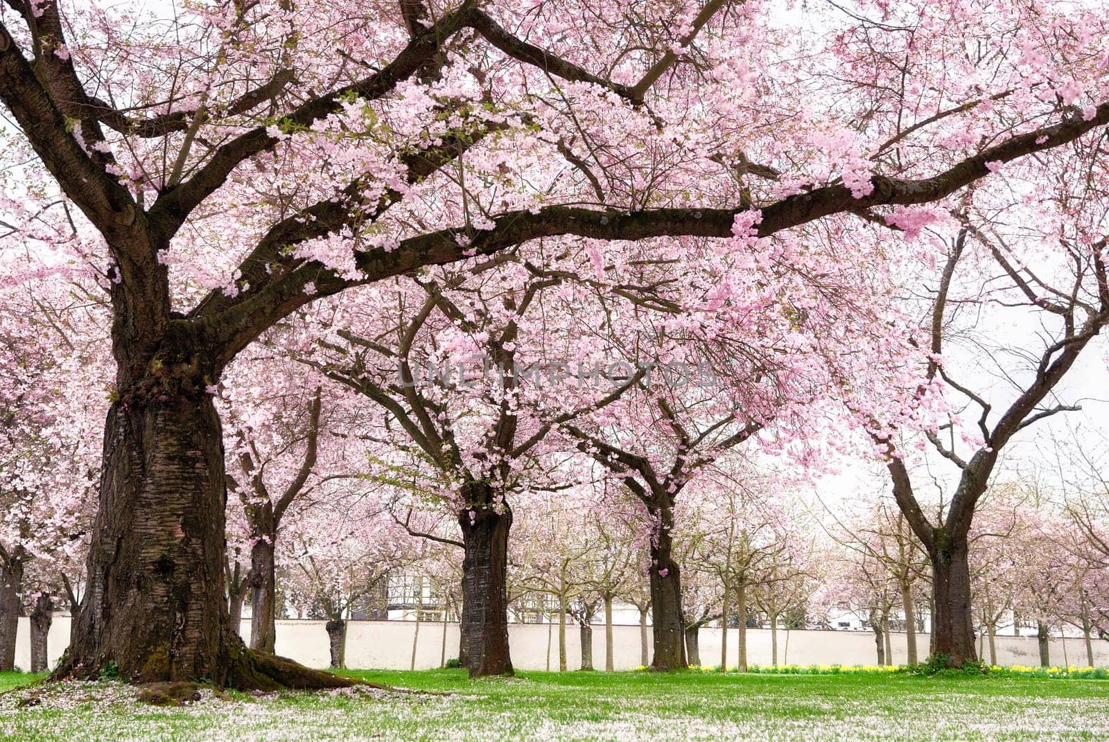Blossoming cherry trees on green lawn,cool light and dreamy atmosphere