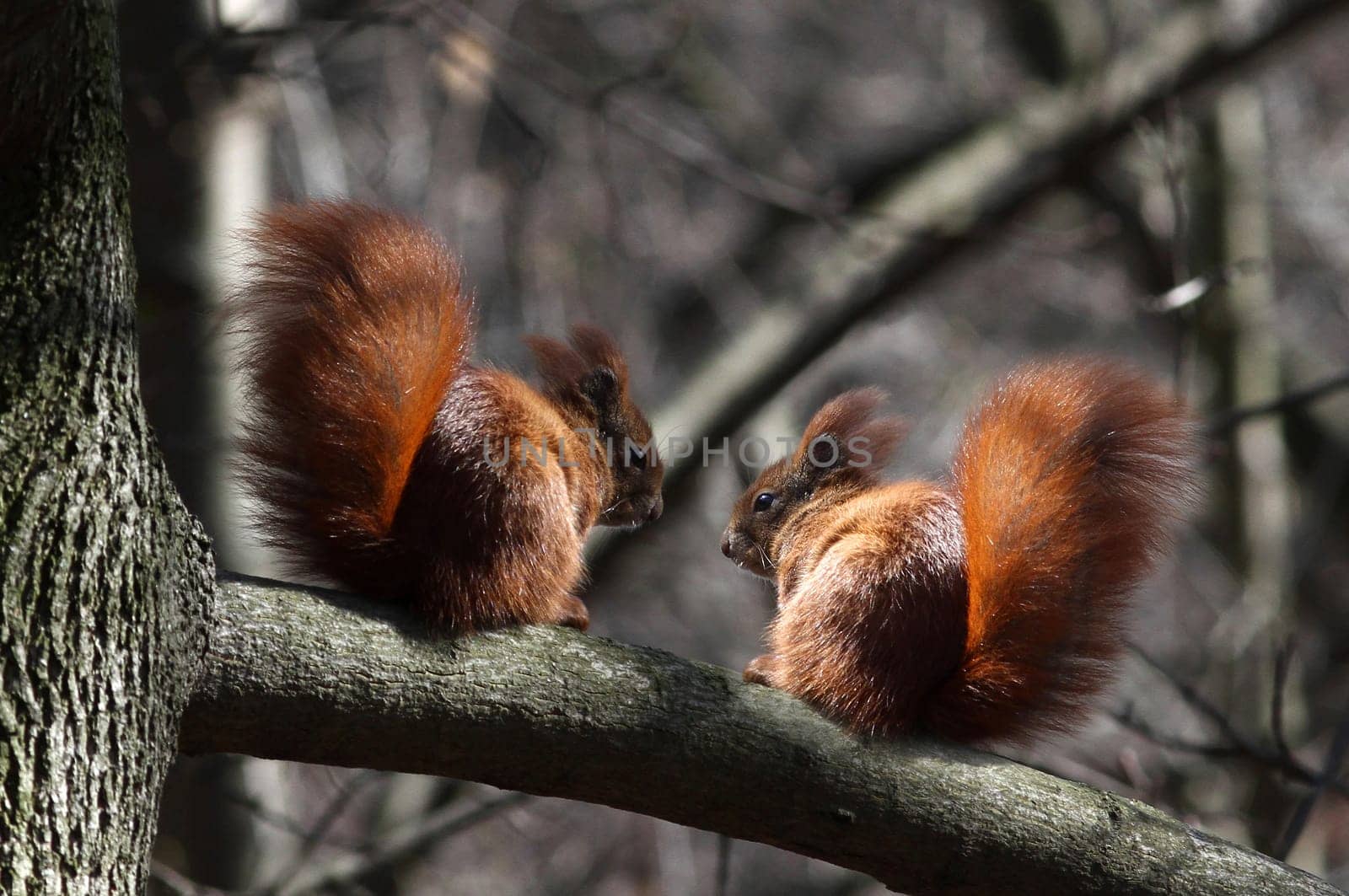 Squirrel (Sciurus vulgaris)