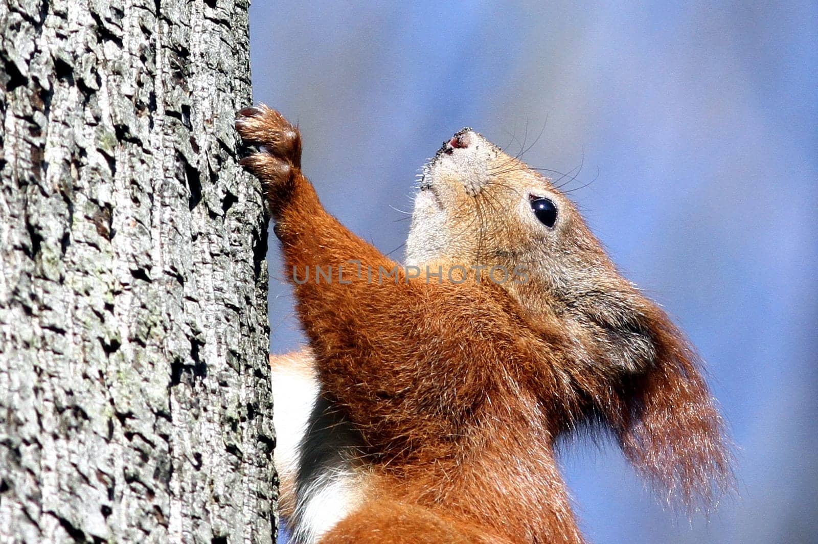 Portrait of a squirrel (Sciurus vulgaris)