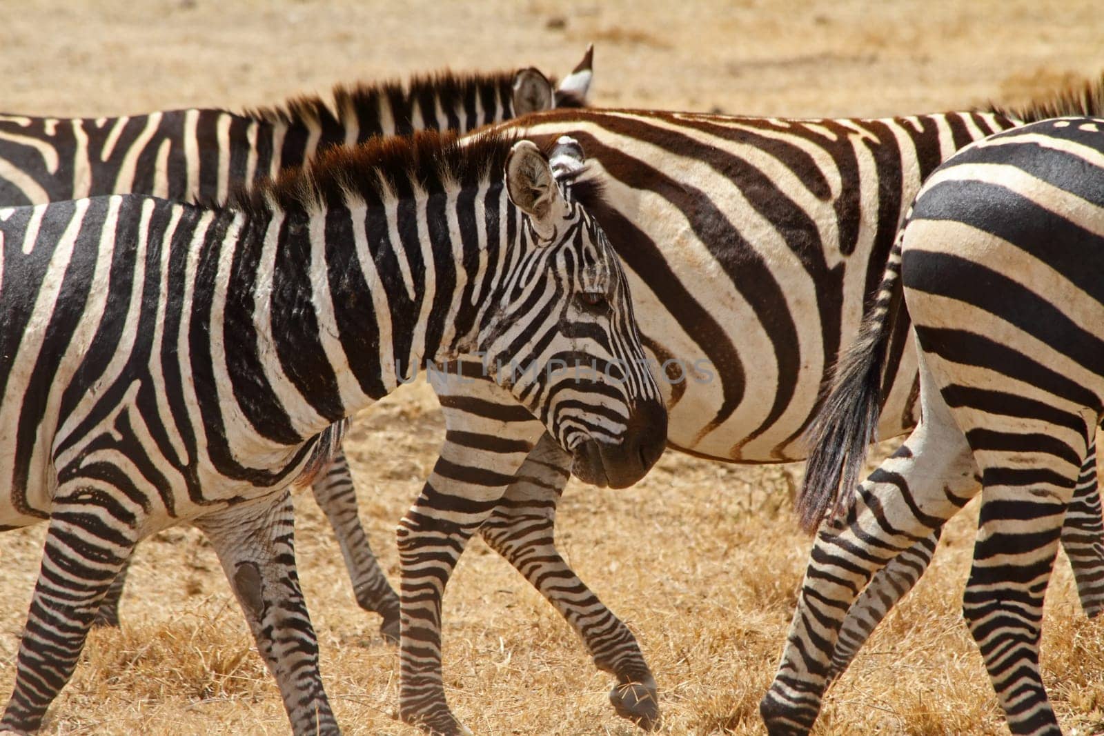 A beat up and scarred old zebra walks with the rest of the herd
