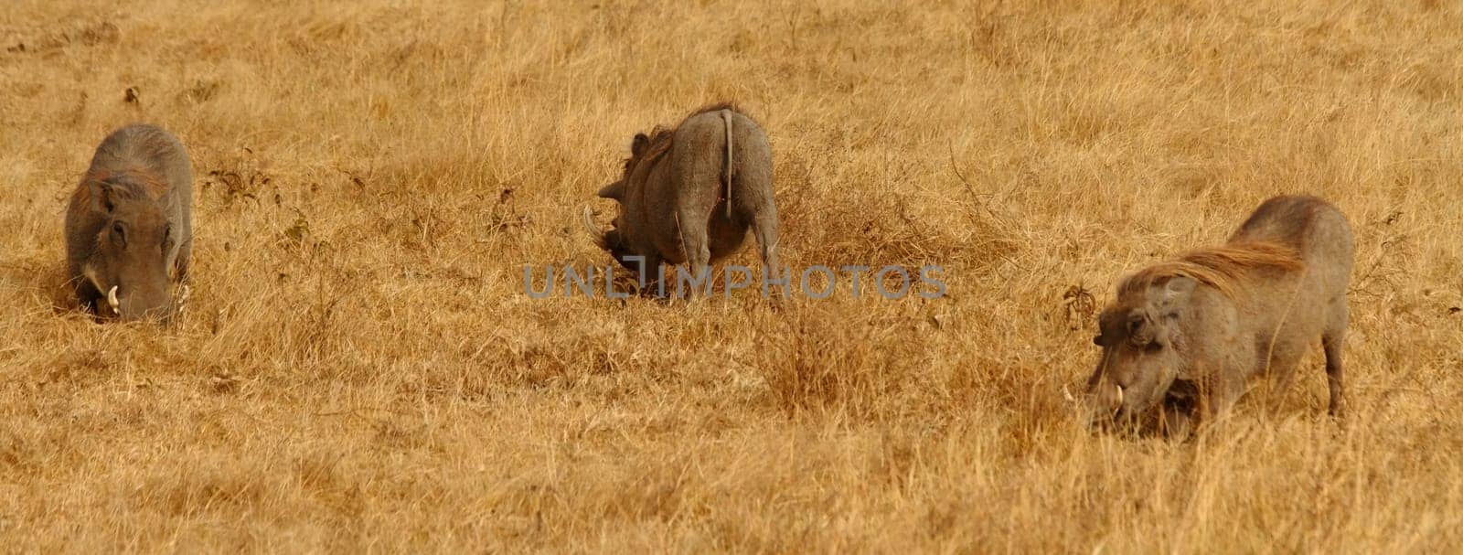 Warthogs grazing on the savannah