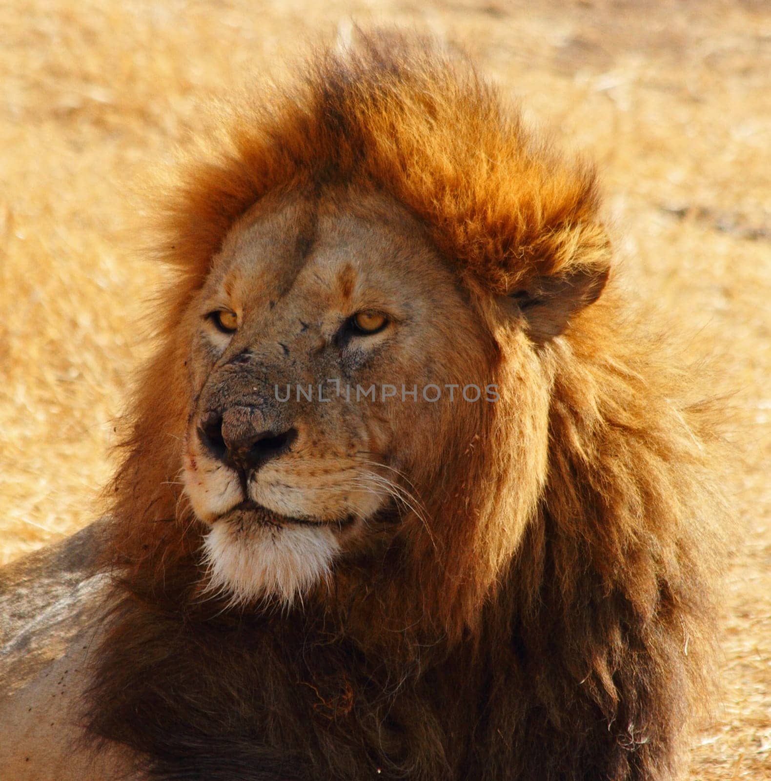 Stoic head shot of a male lion