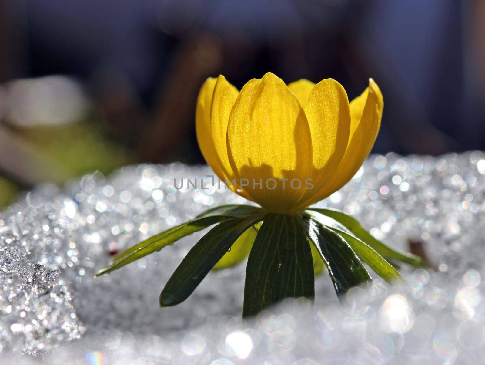 Winter aconites in the snow