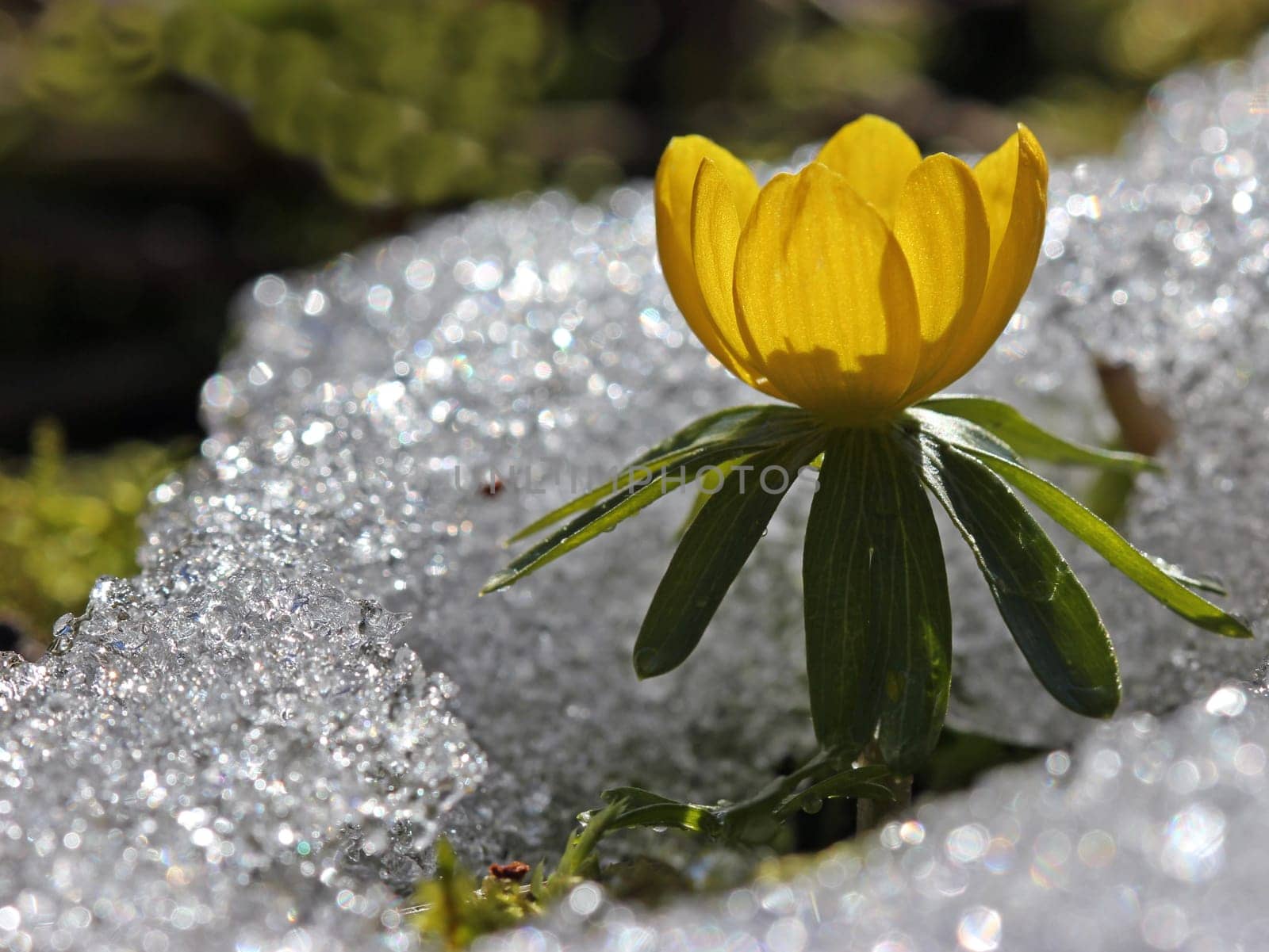 Winter aconites in the snow