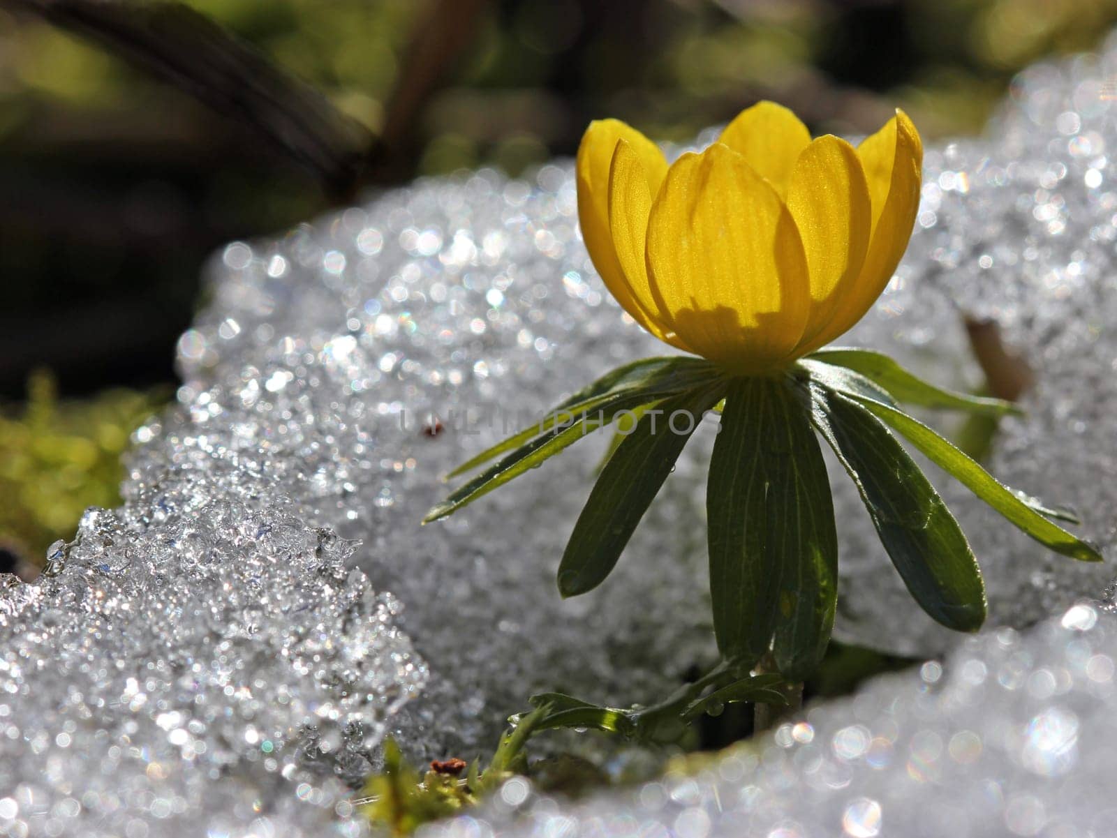 Winter aconites in the snow