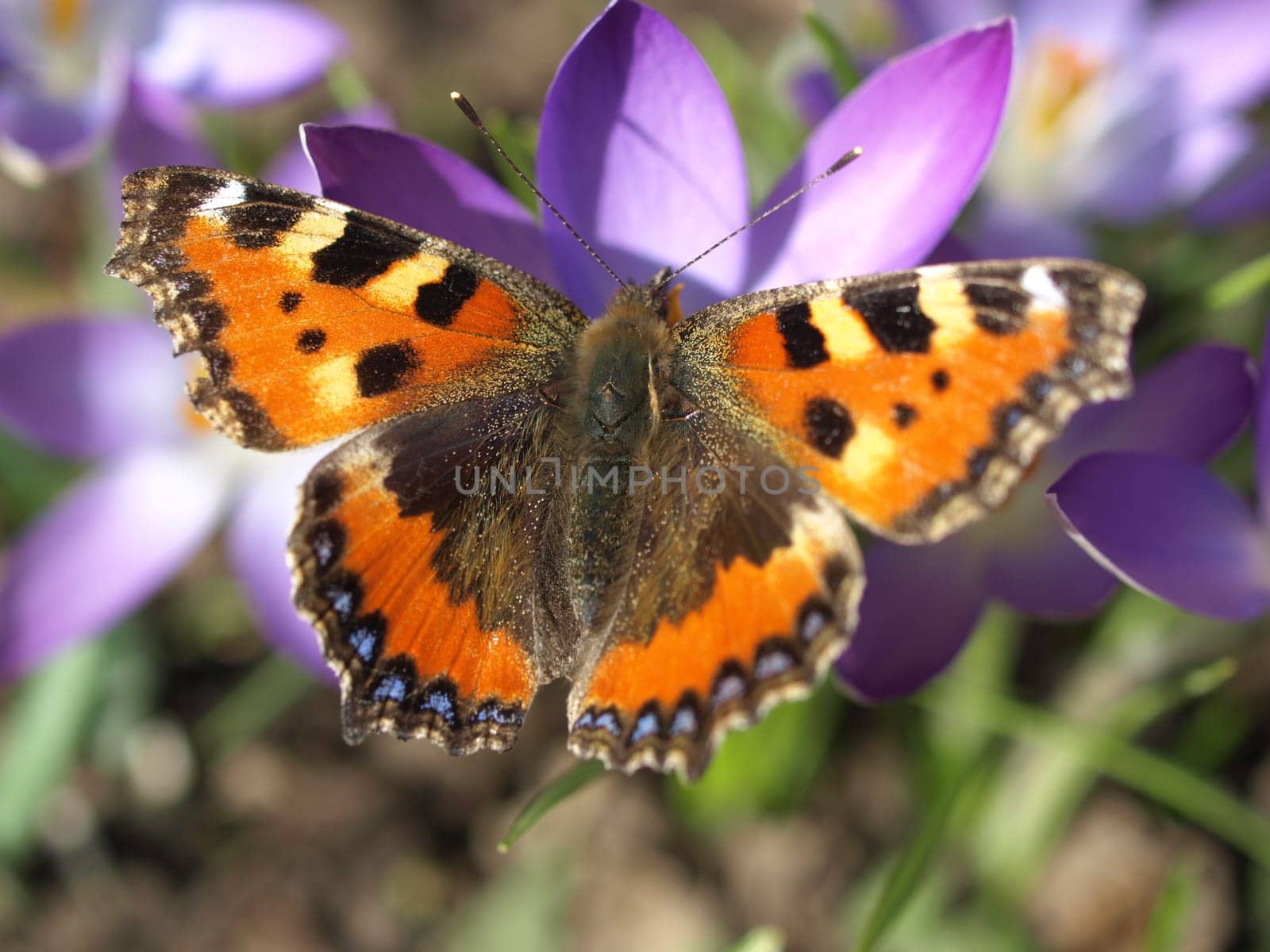 Small tortoiseshell