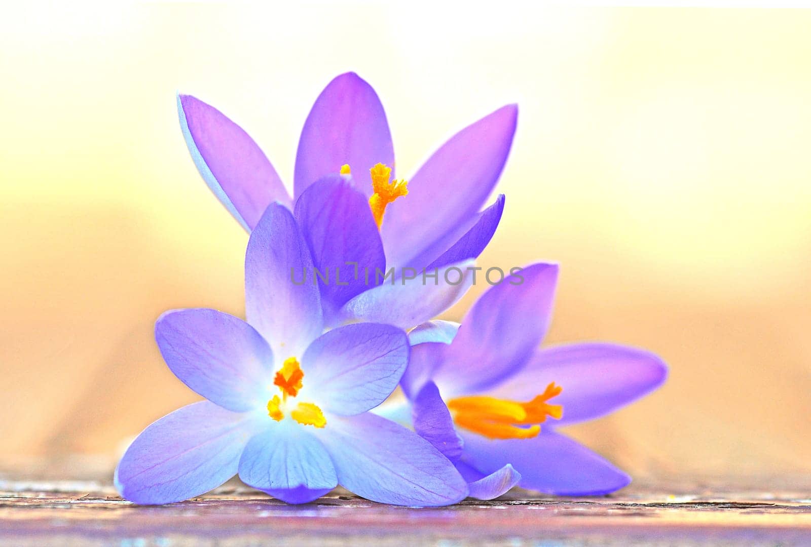 Crocuses