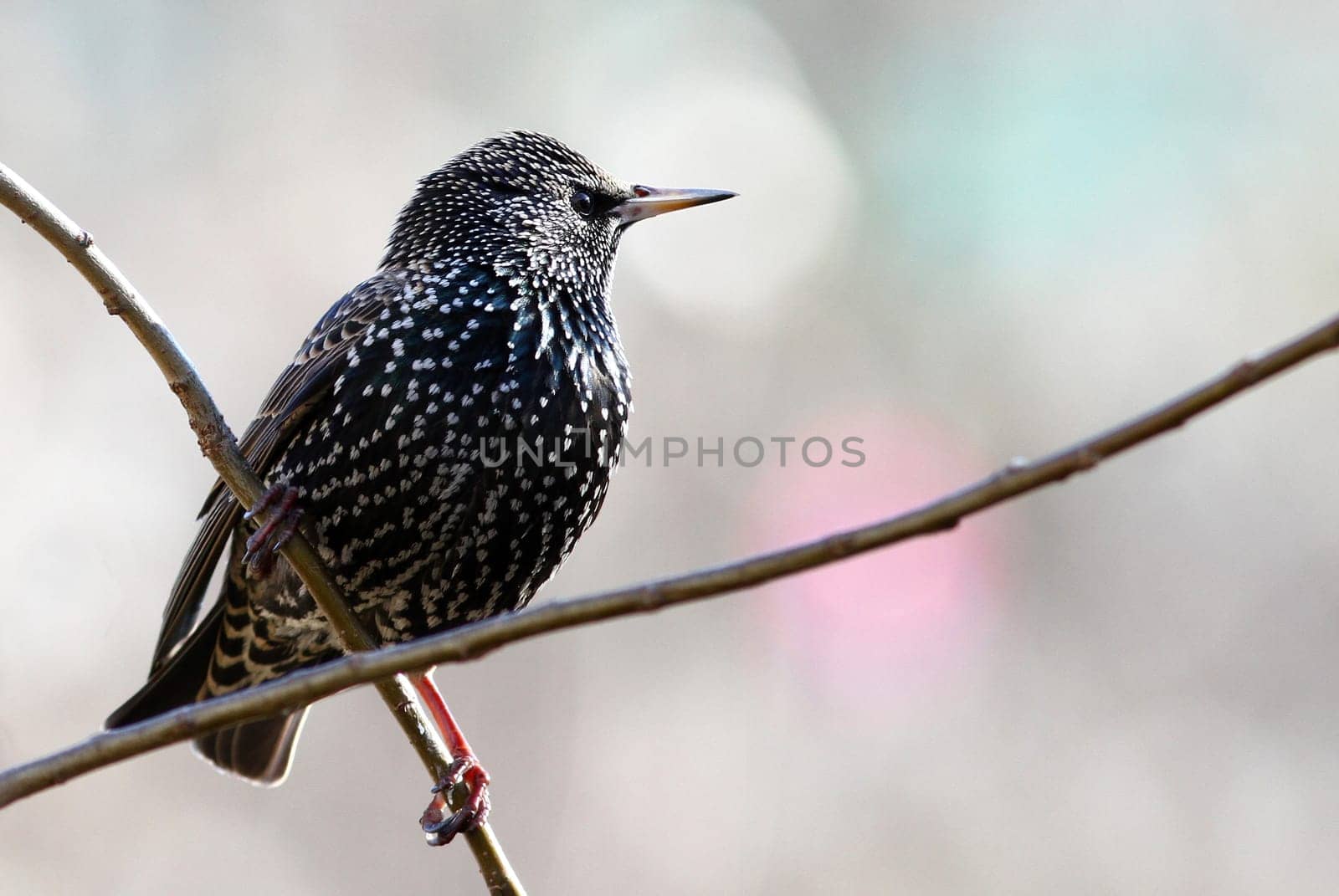 star Sturnus Vulgaris