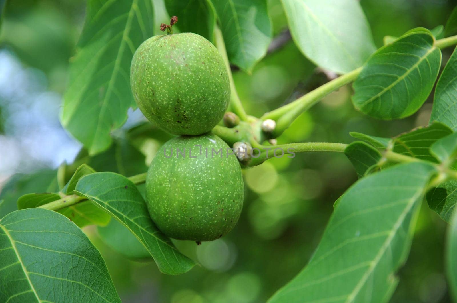 Walnuts