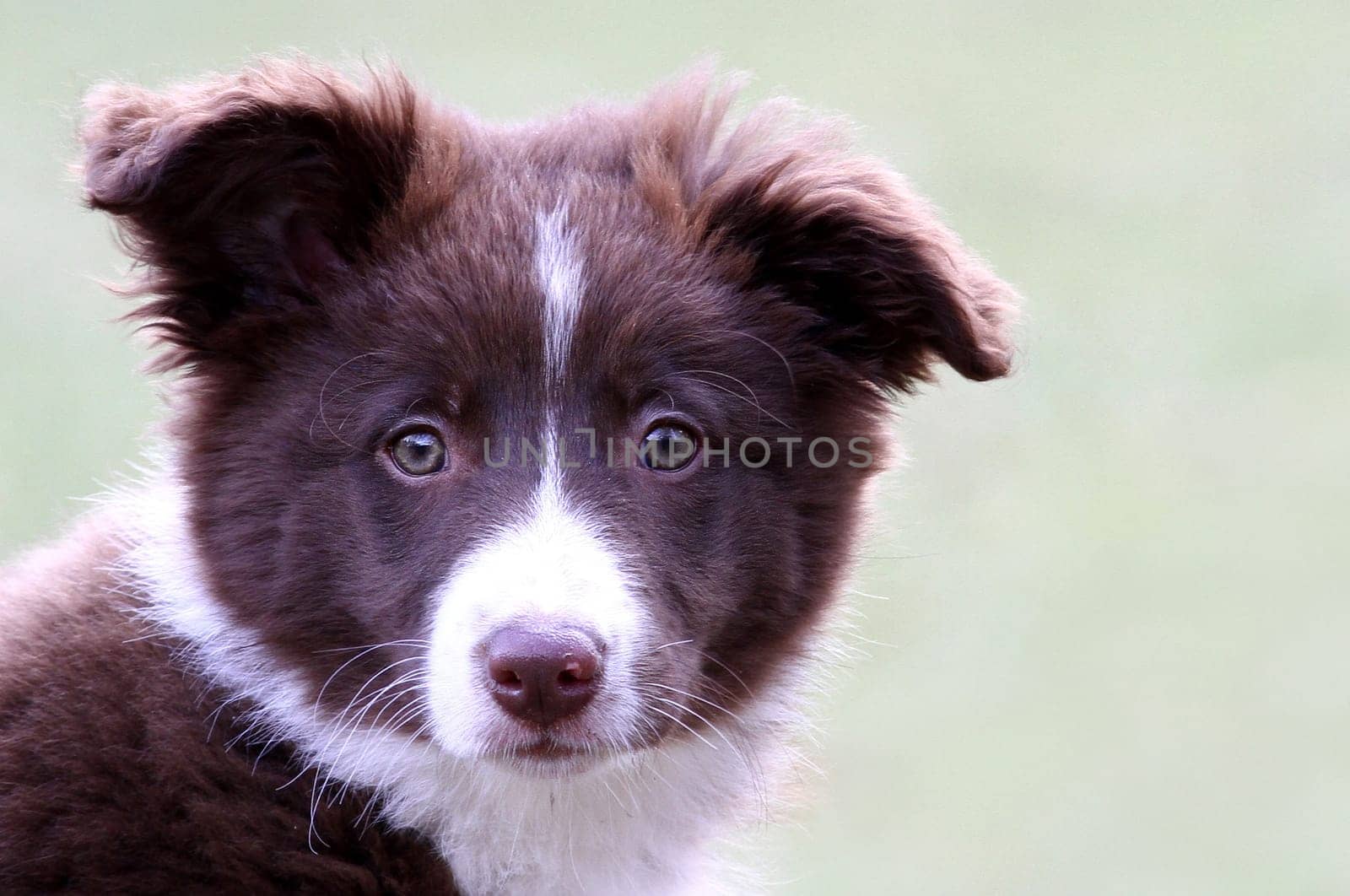 Border Collie 3 months old