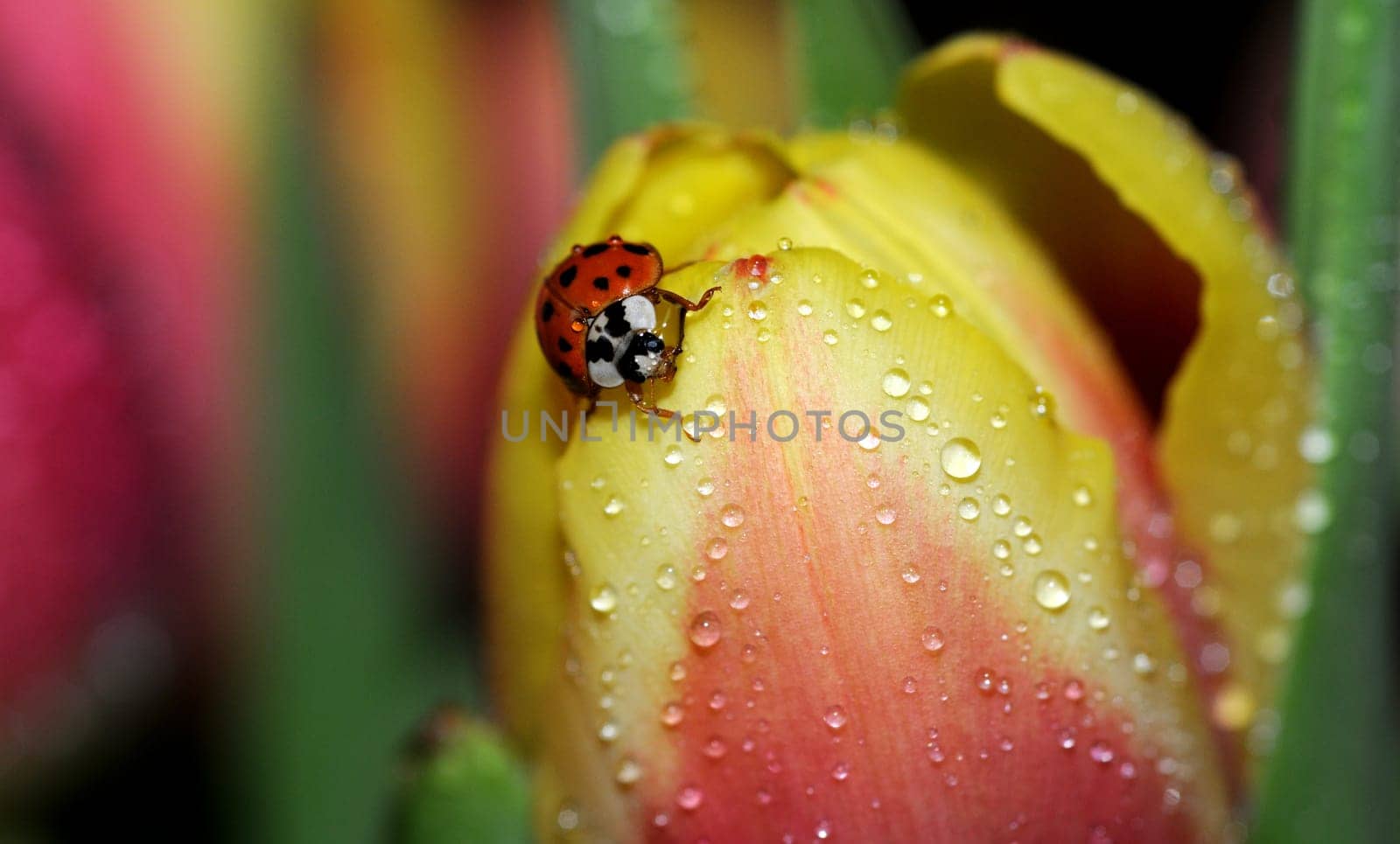 Ladybug on tulip leaf