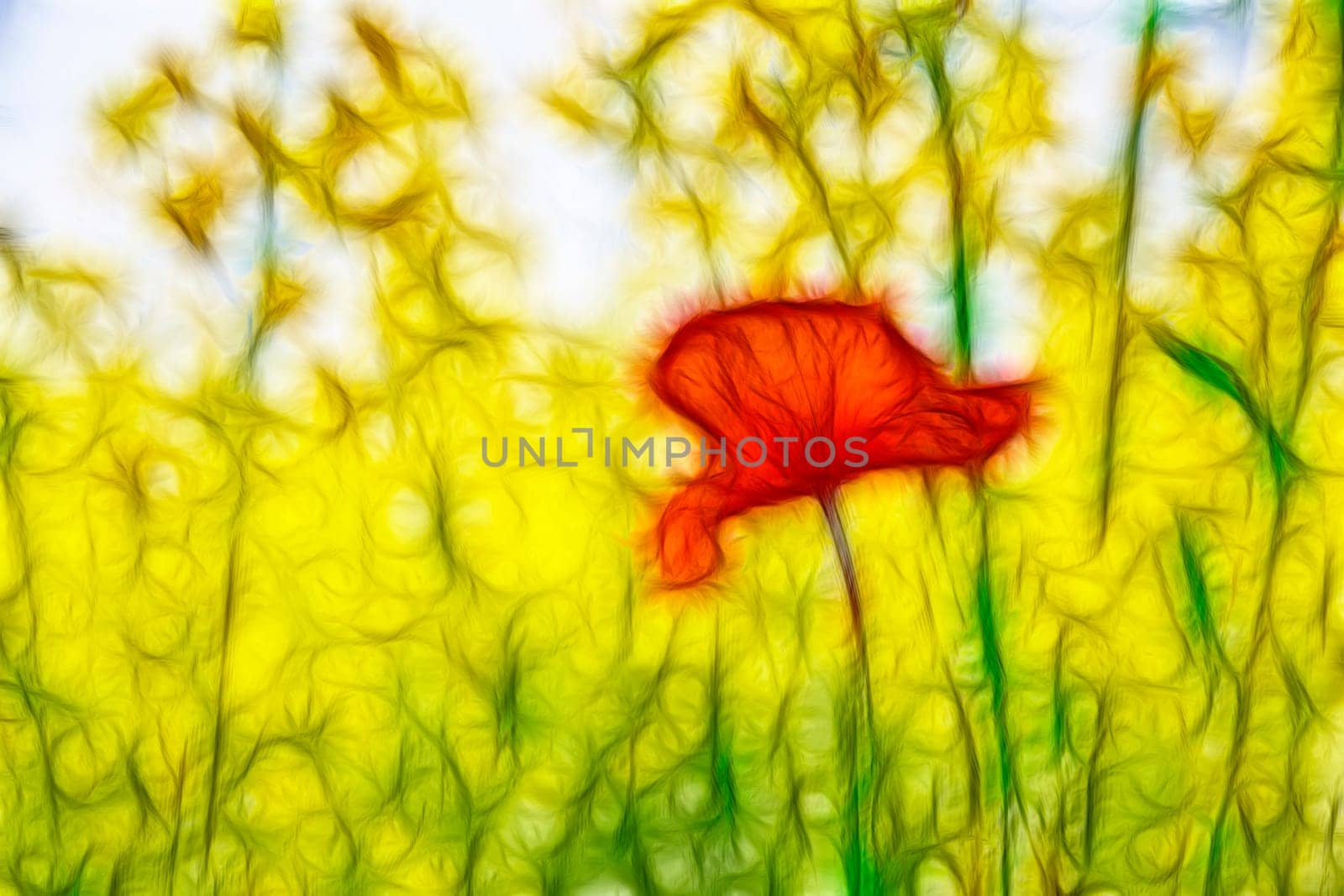 Orange poppy is widely booming under summer sun