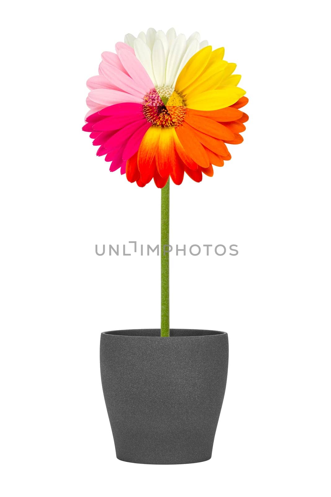 Gerbera flower in flower pot with multicolored flower