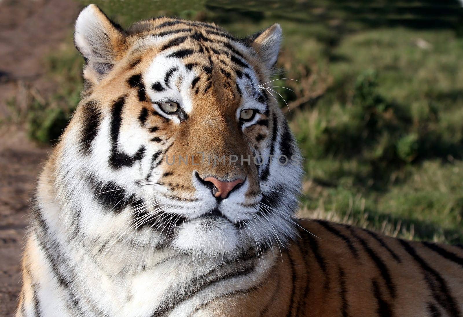 Magnificent tiger with whiskers and stripes lying down