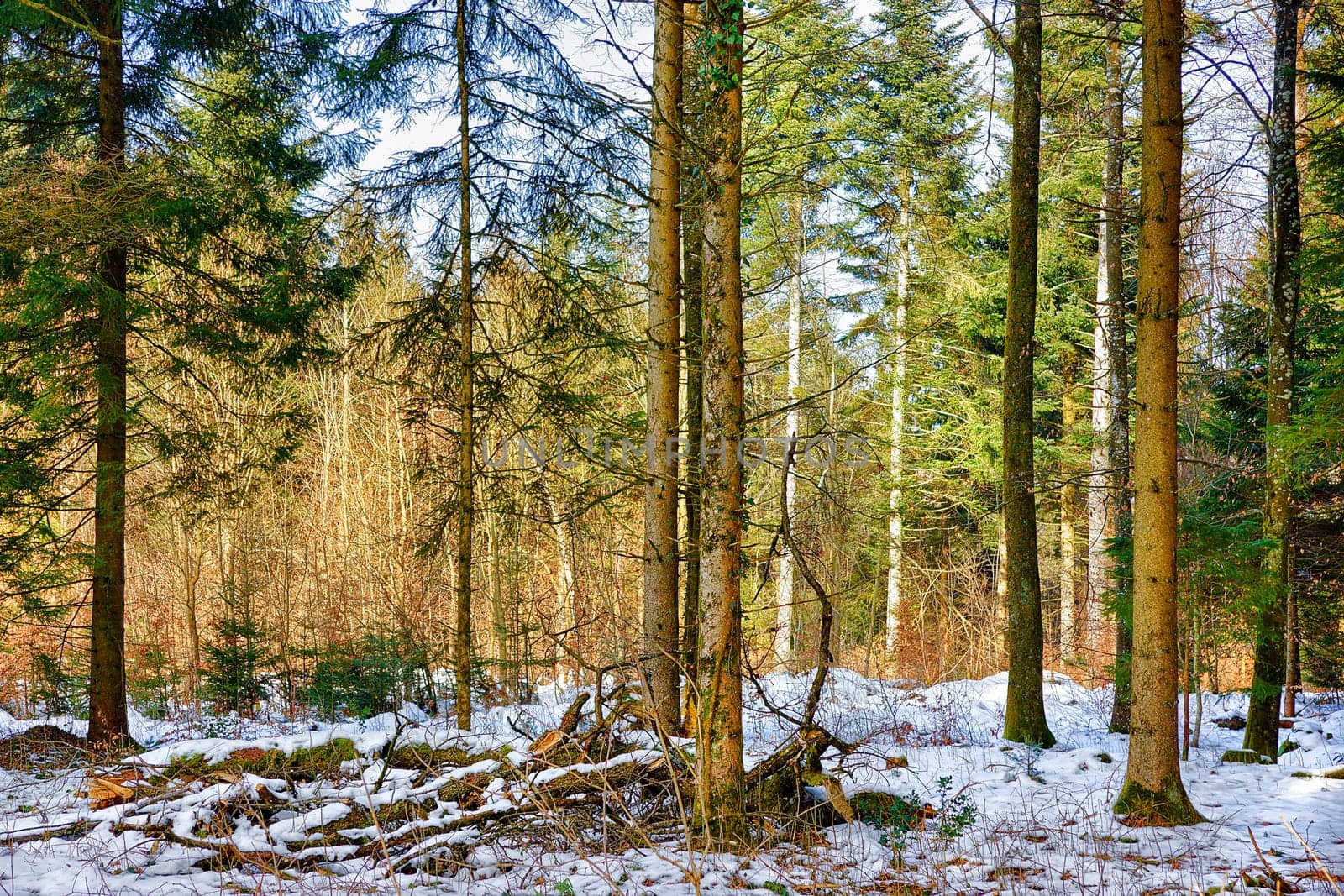 Snow Forest