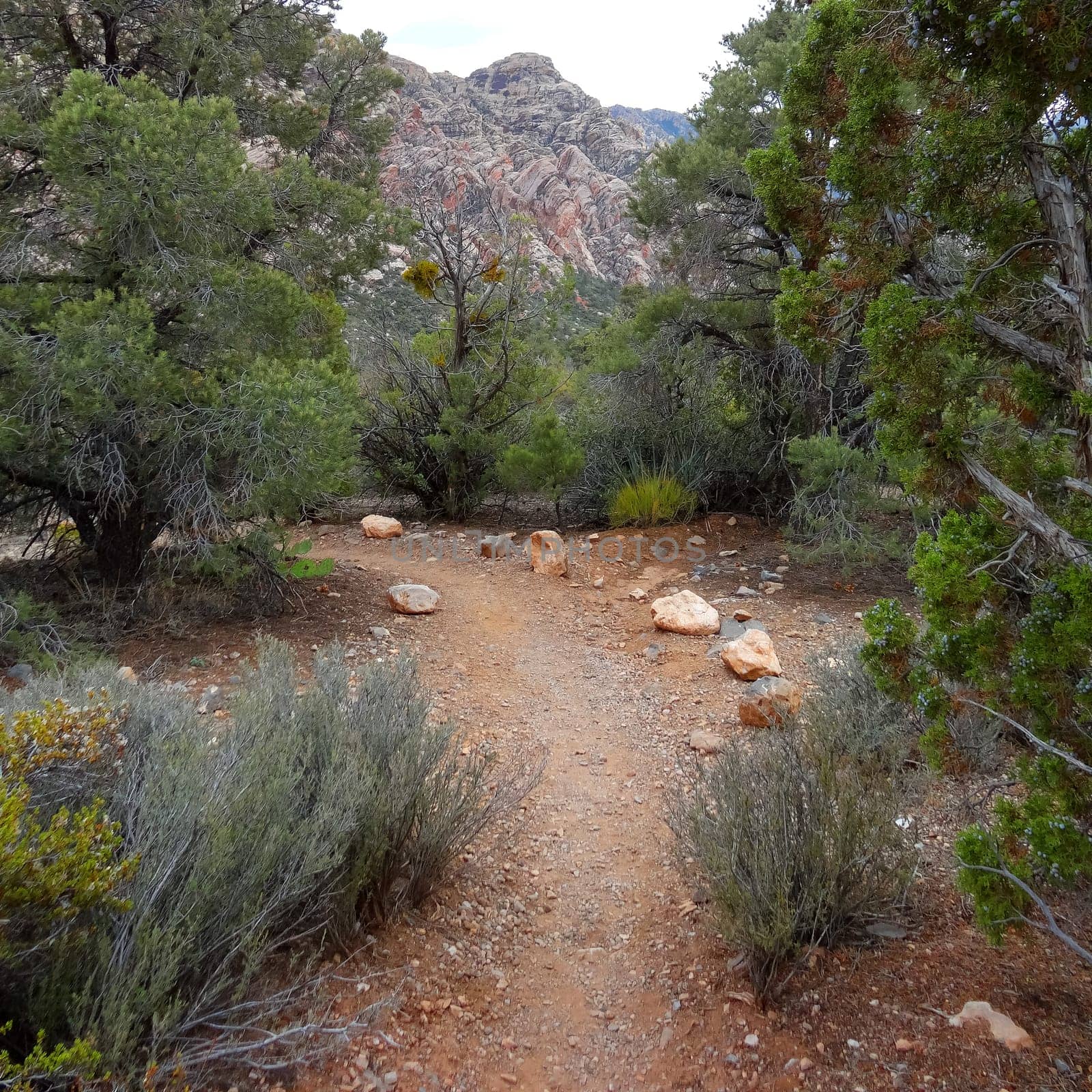 Scenic views on paths at Red Rock Canyon