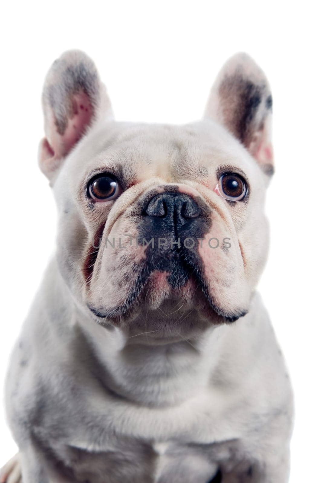 French bulldog portrait isolated on white background