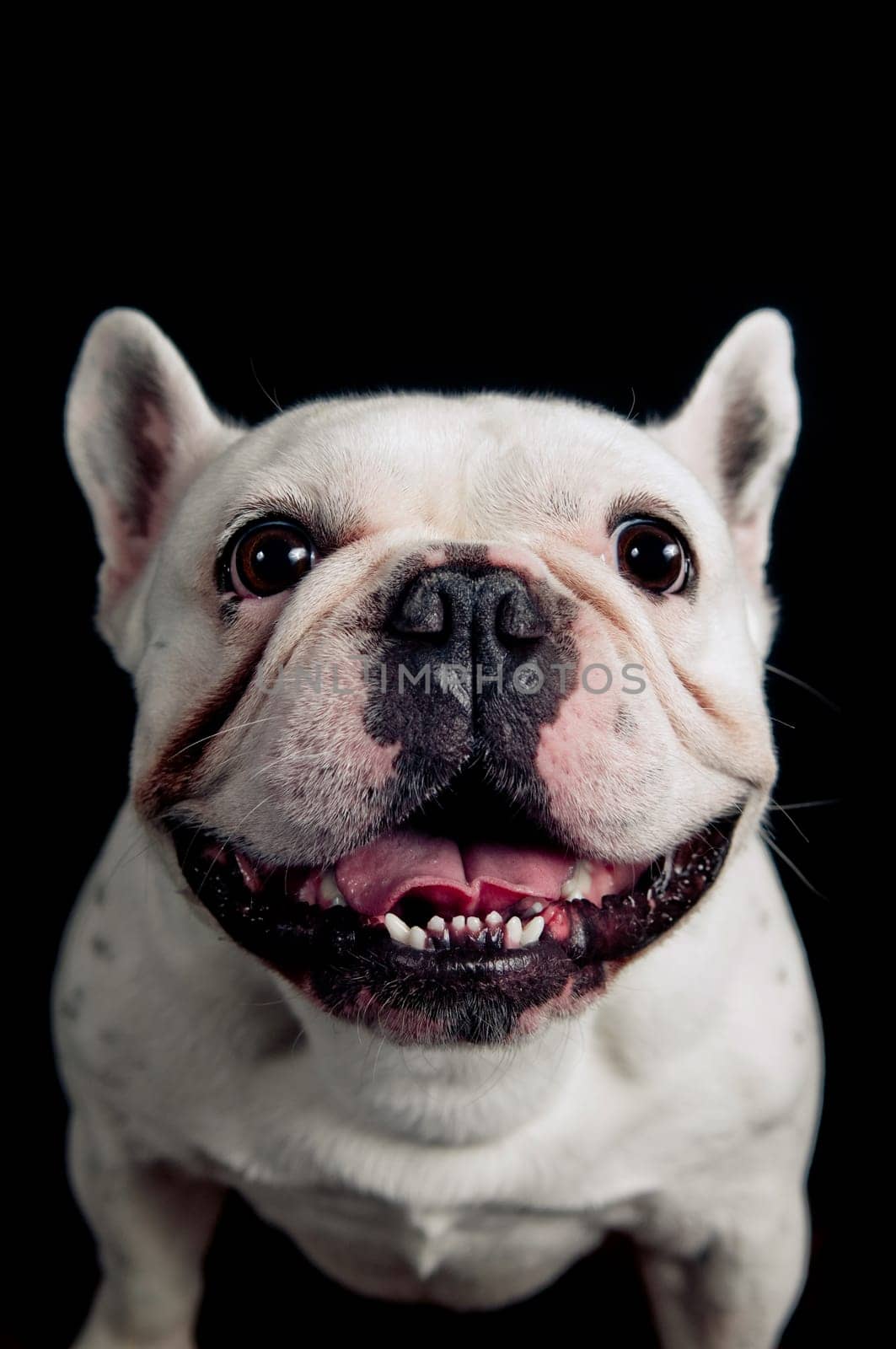 French bulldog isolated on black background