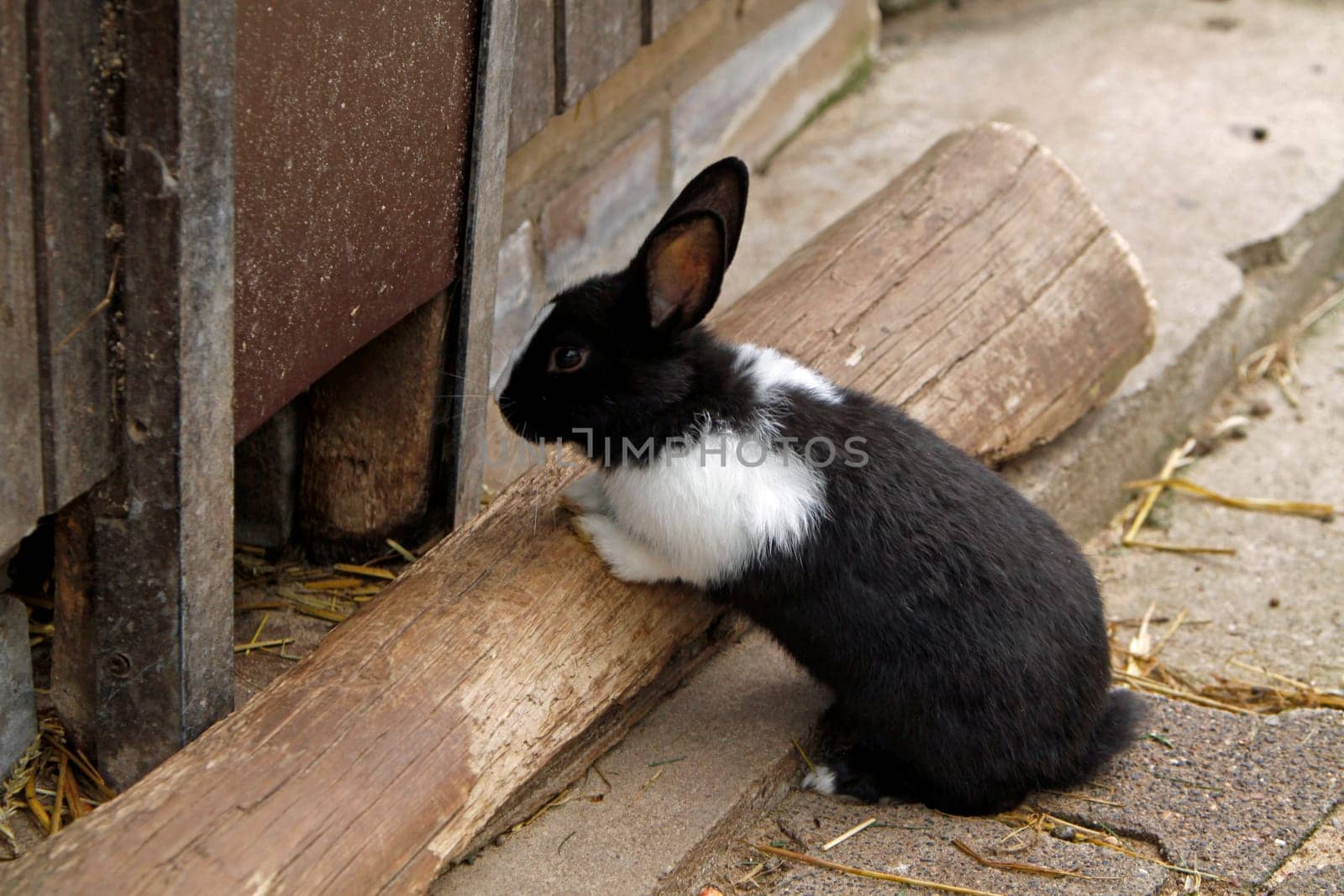Rabbit
