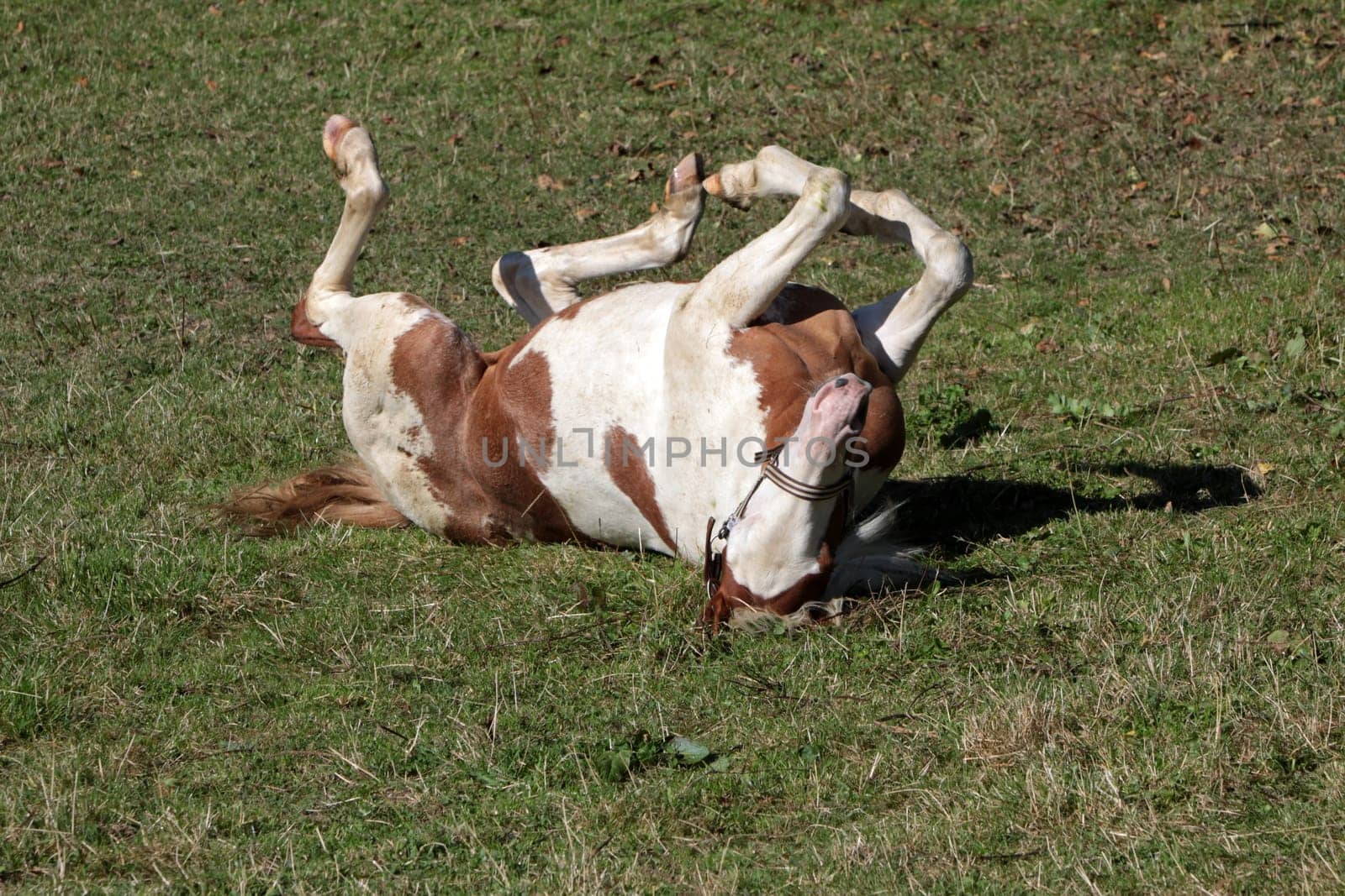 Brown and white pinto