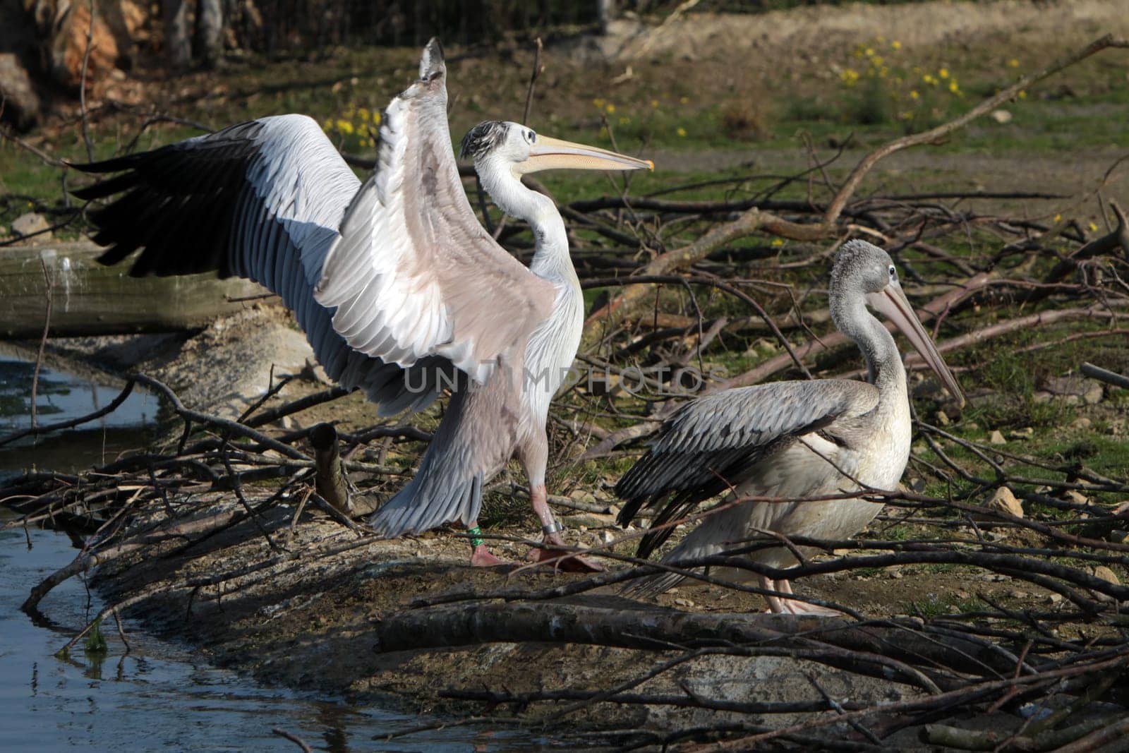 Lesser pelicans
