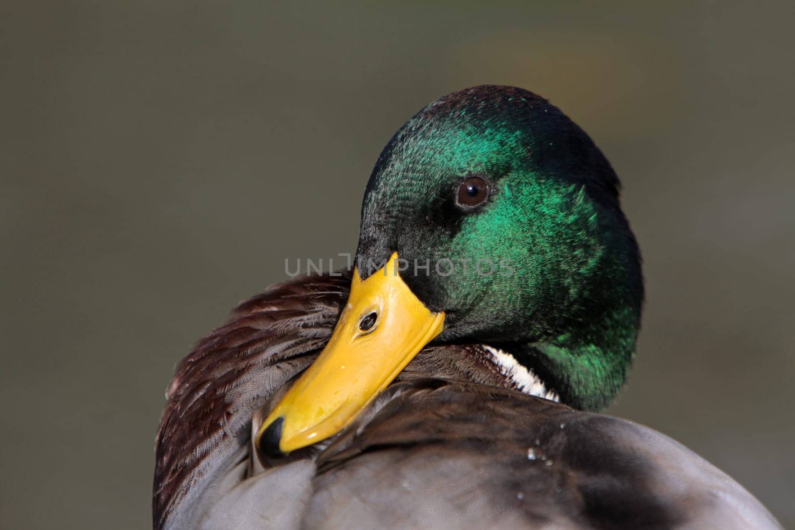 Mallard drake