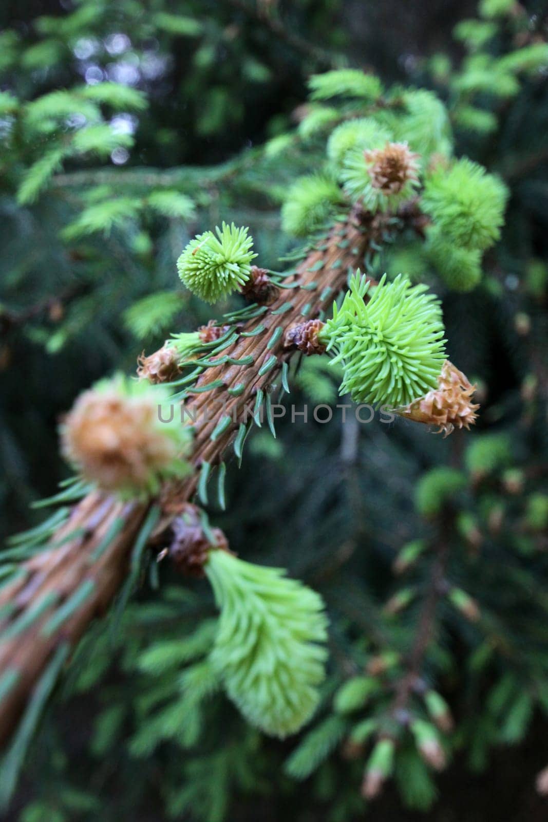 May shoot of a spruce