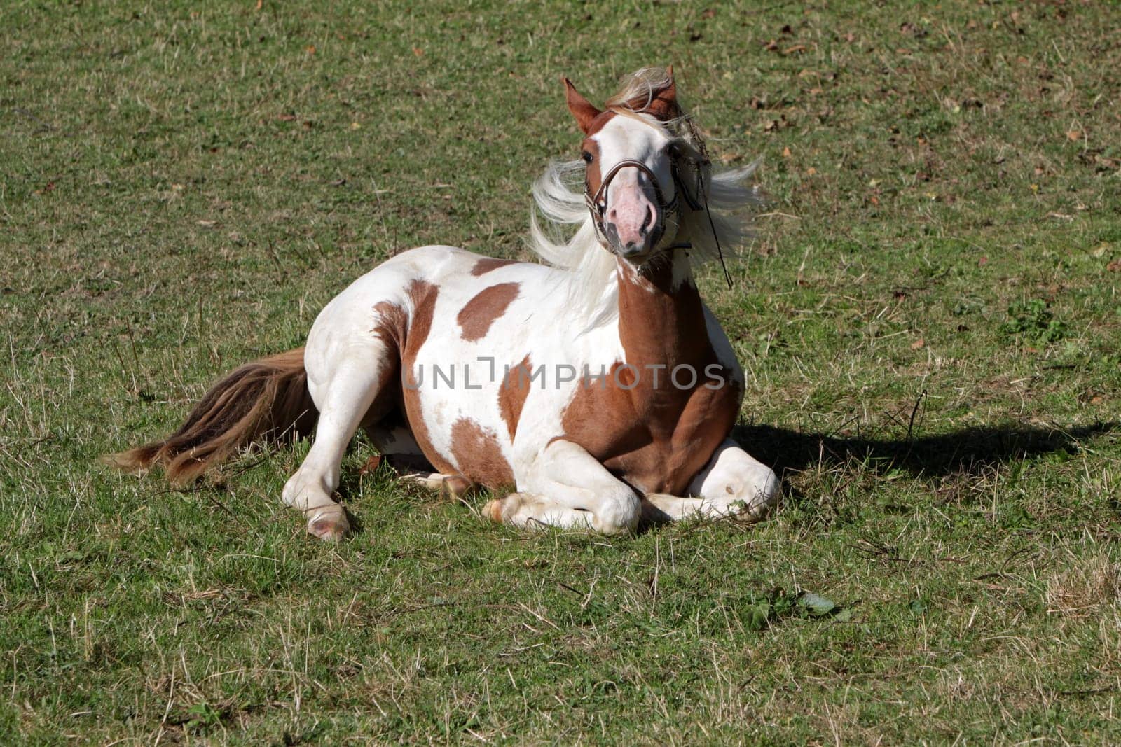 Brown and white pinto