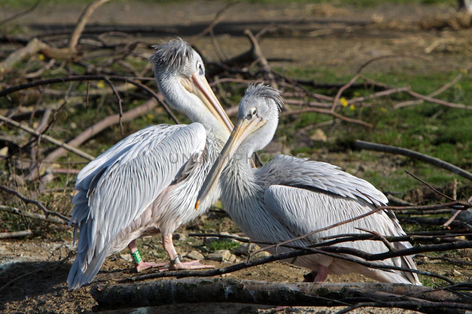 Lesser pelicans