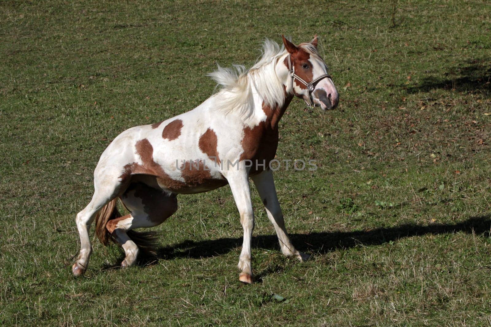 Brown and white pinto