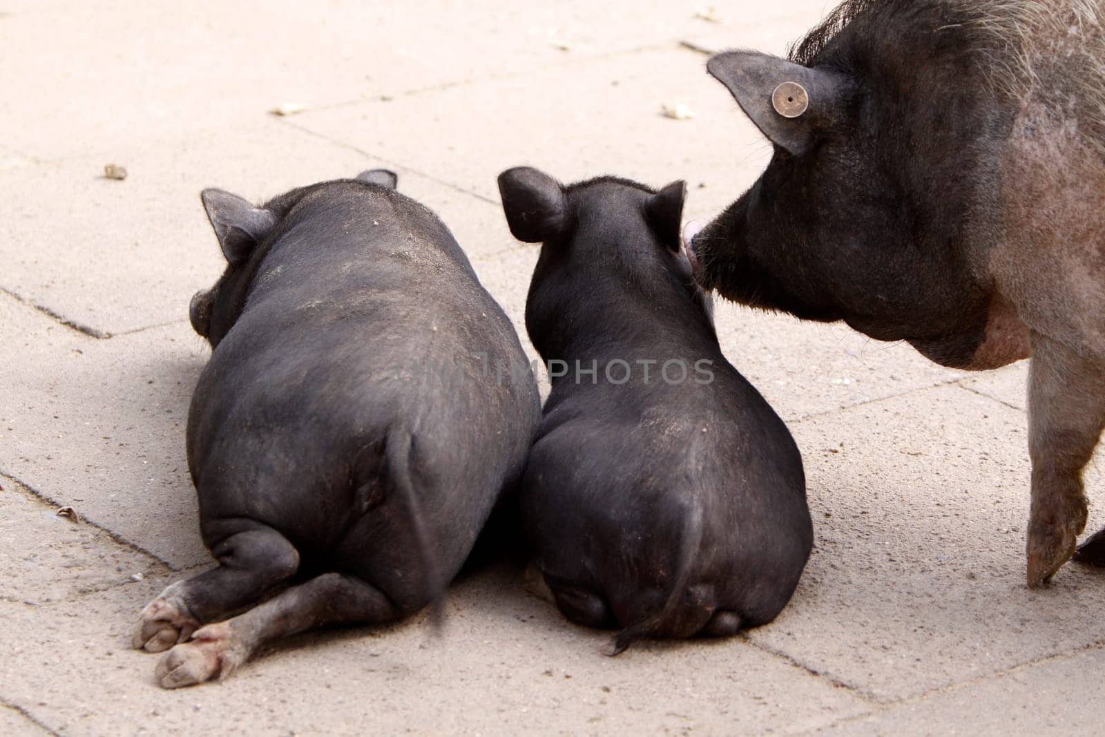 Lying pigs from behind