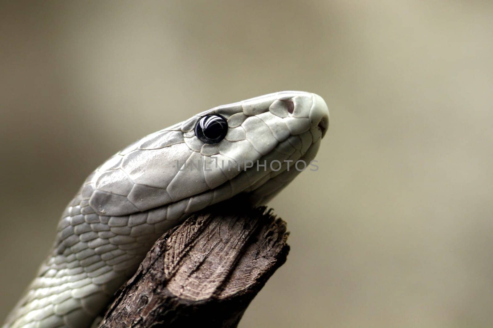 Black Mamba - Dendroaspis polylepis