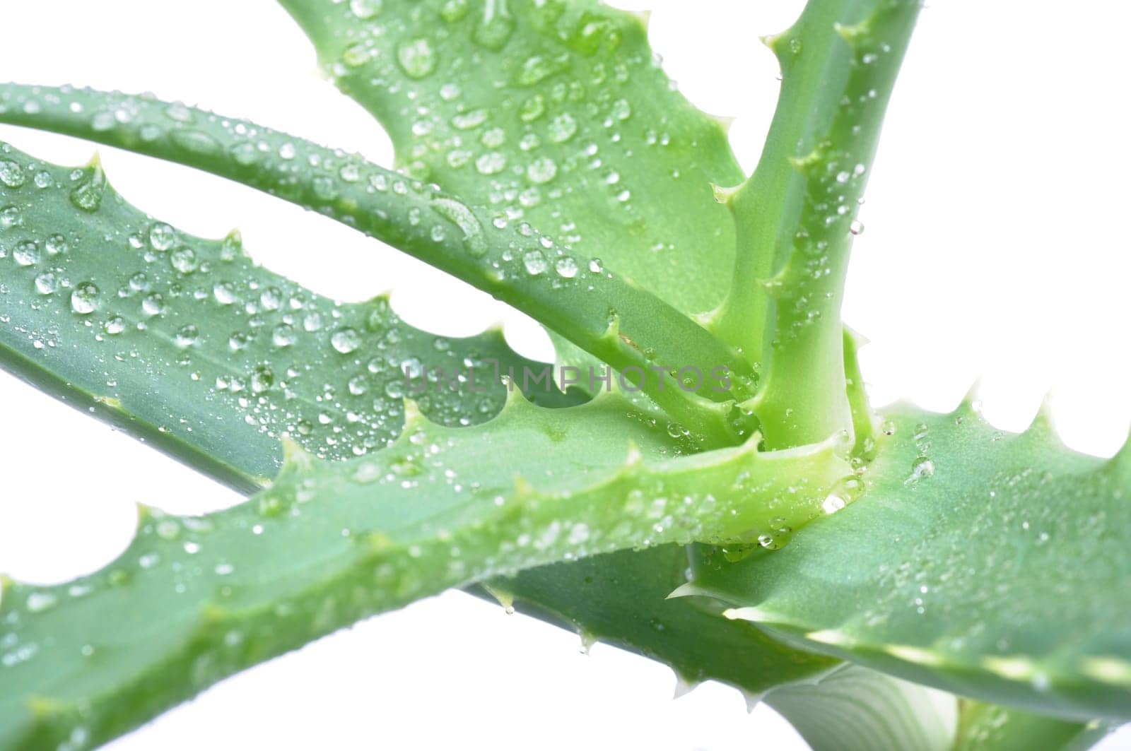 macro of aloe arborescens over white background