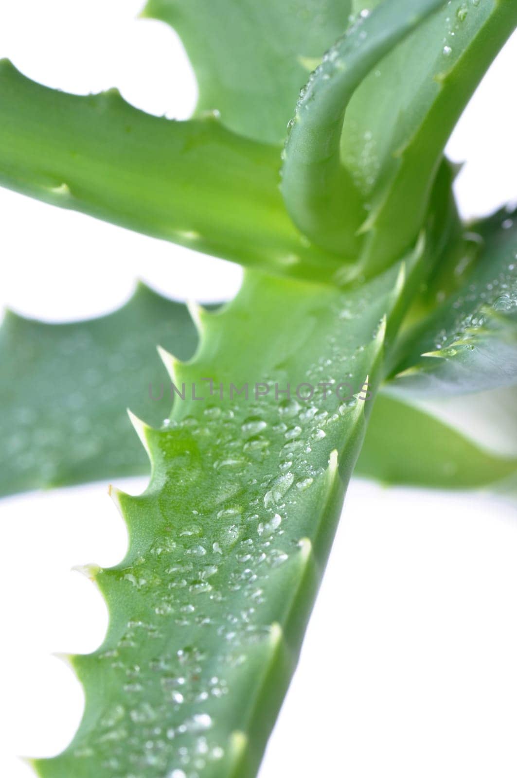Aloe fresh leaf. Isolated over white background