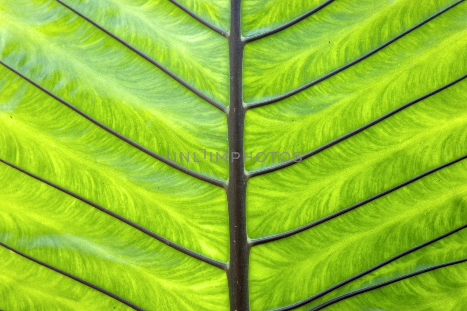 the underside of a green palm leaf