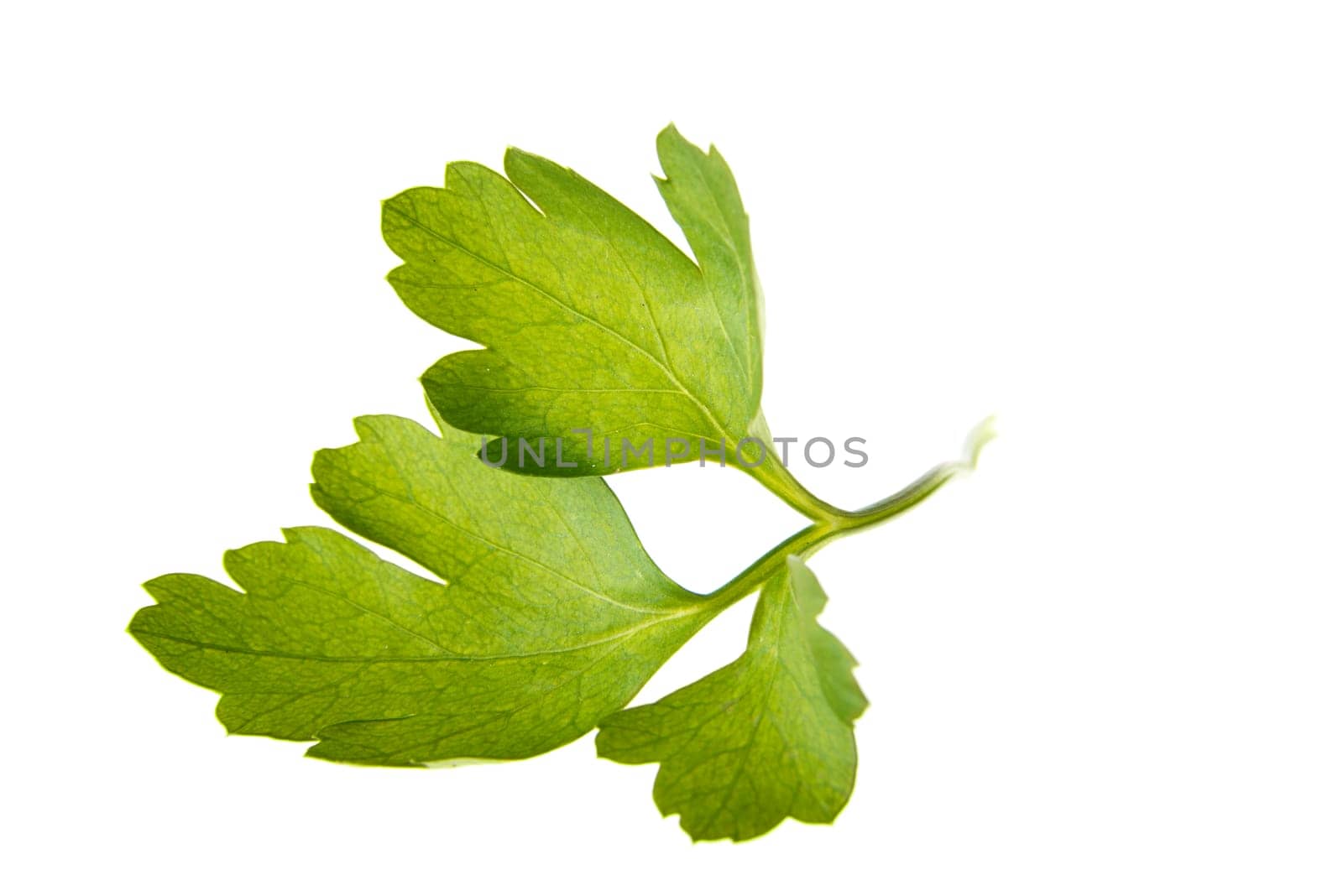 Parsley isolated on white