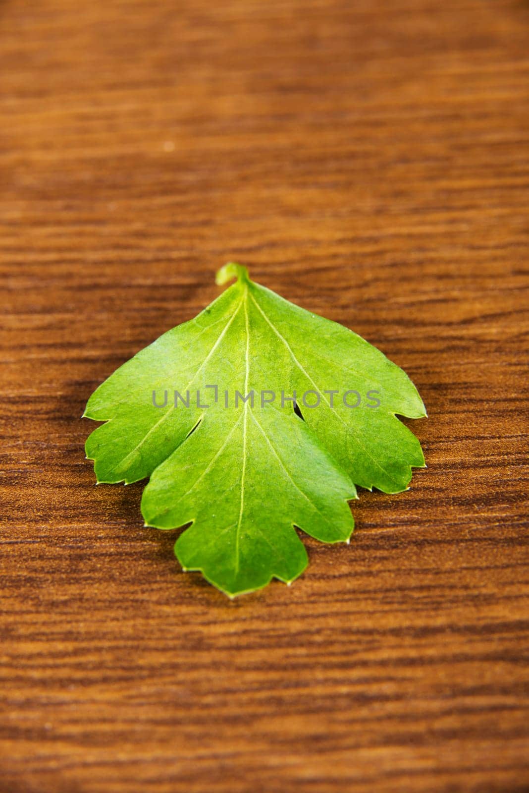 Green parsley on table