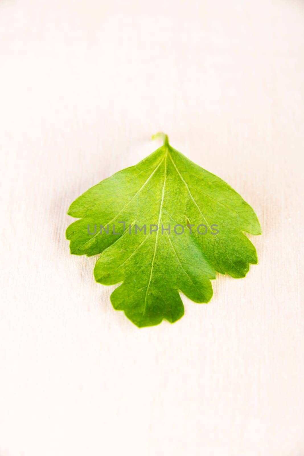 Green parsley on table