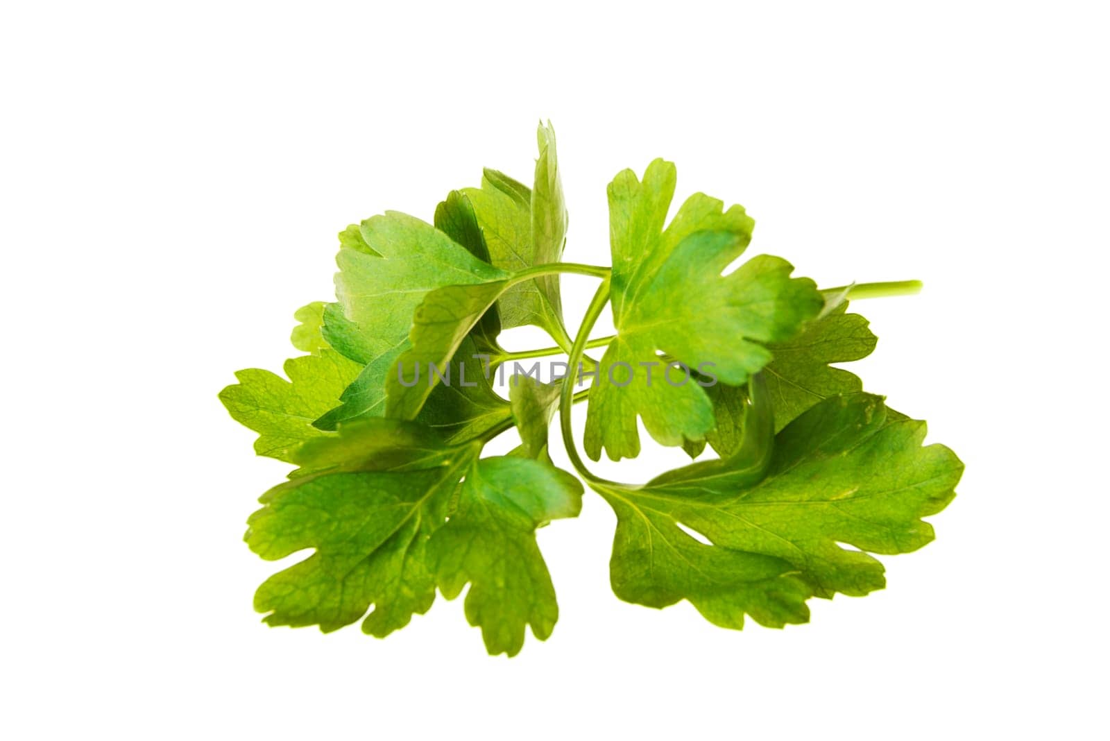 Parsley isolated on white