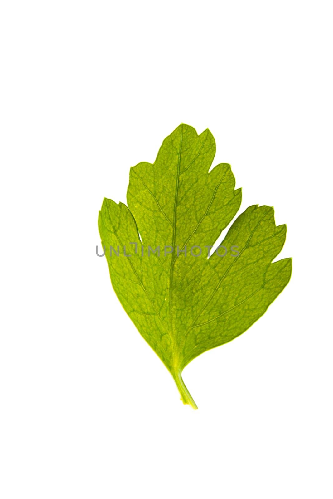 Parsley isolated on white