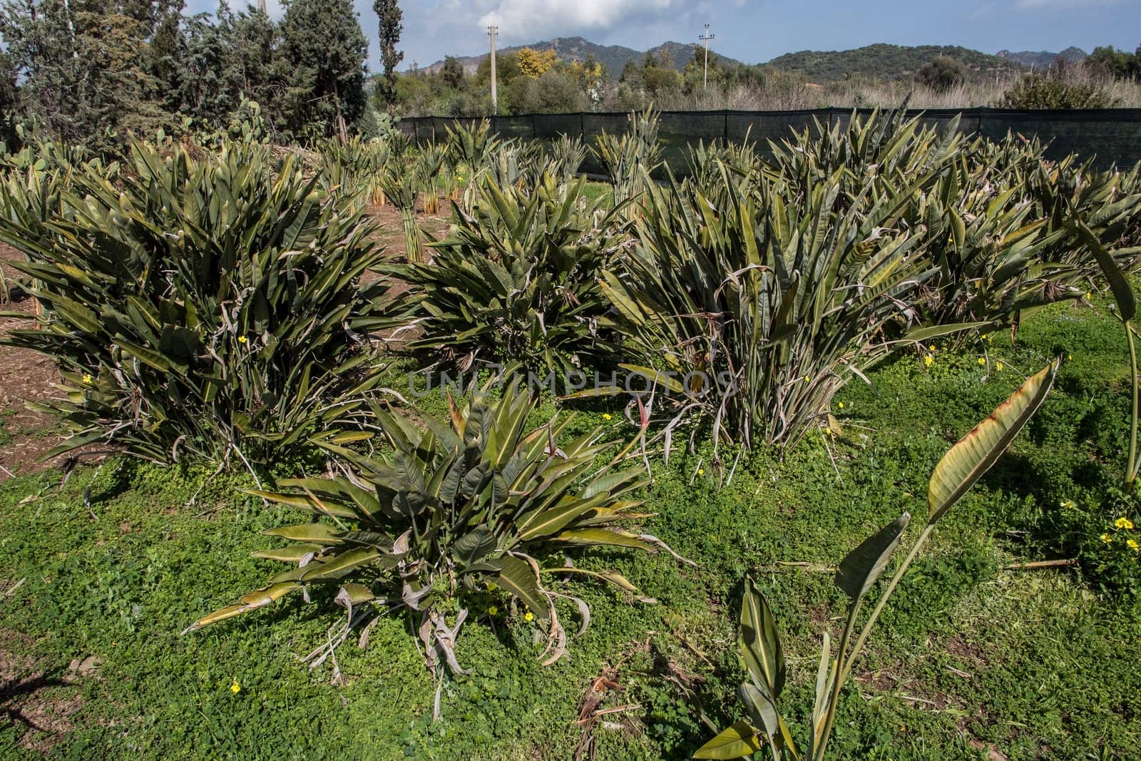 a cultivation of strelitzia plants