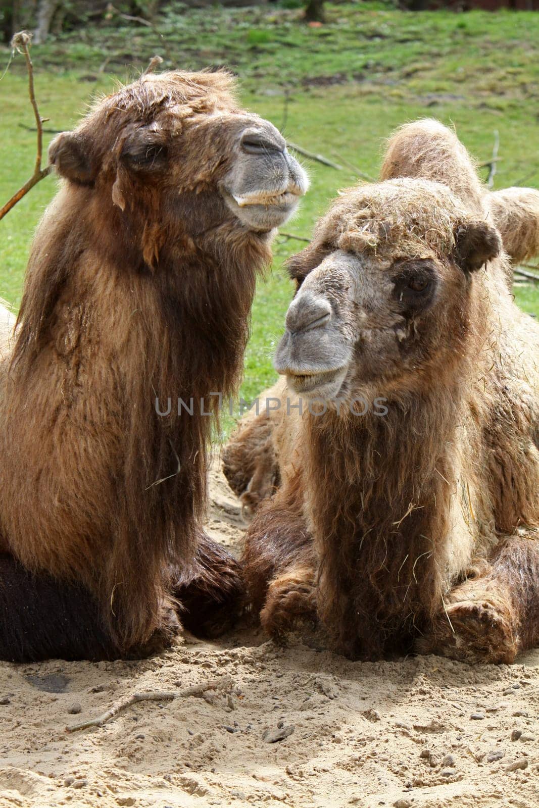 Two Bactrian animals