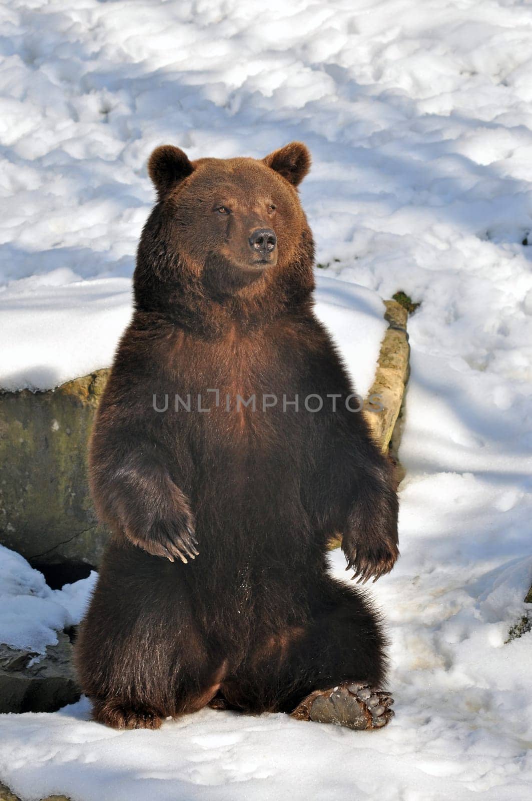 Brown bear
