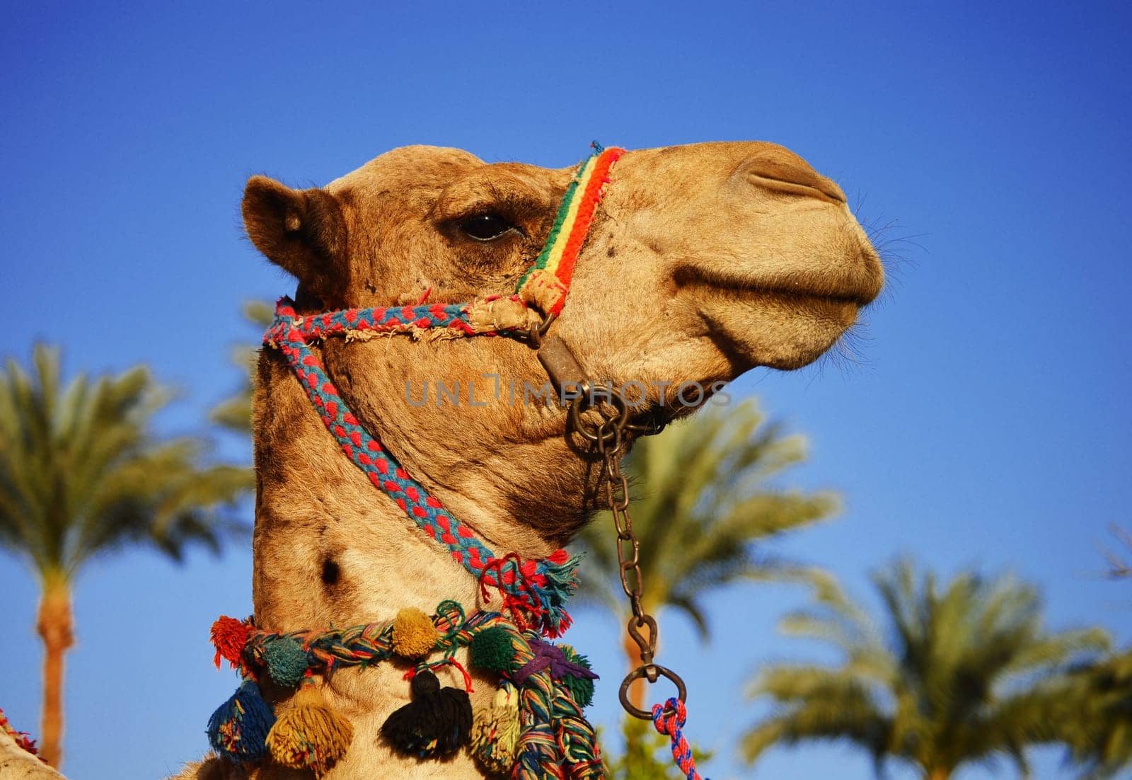 Camel over the blue sky