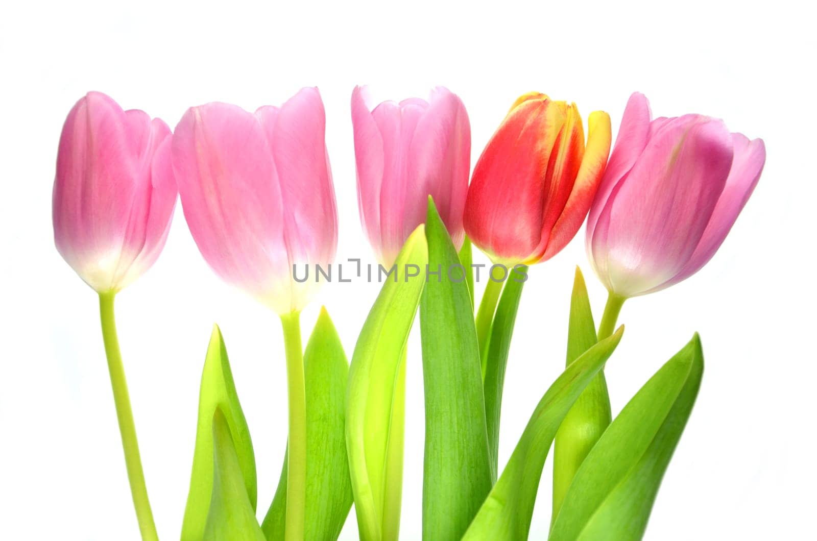tulips isolated on white background