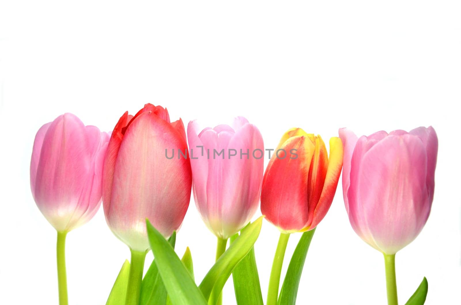 tulips isolated on white background