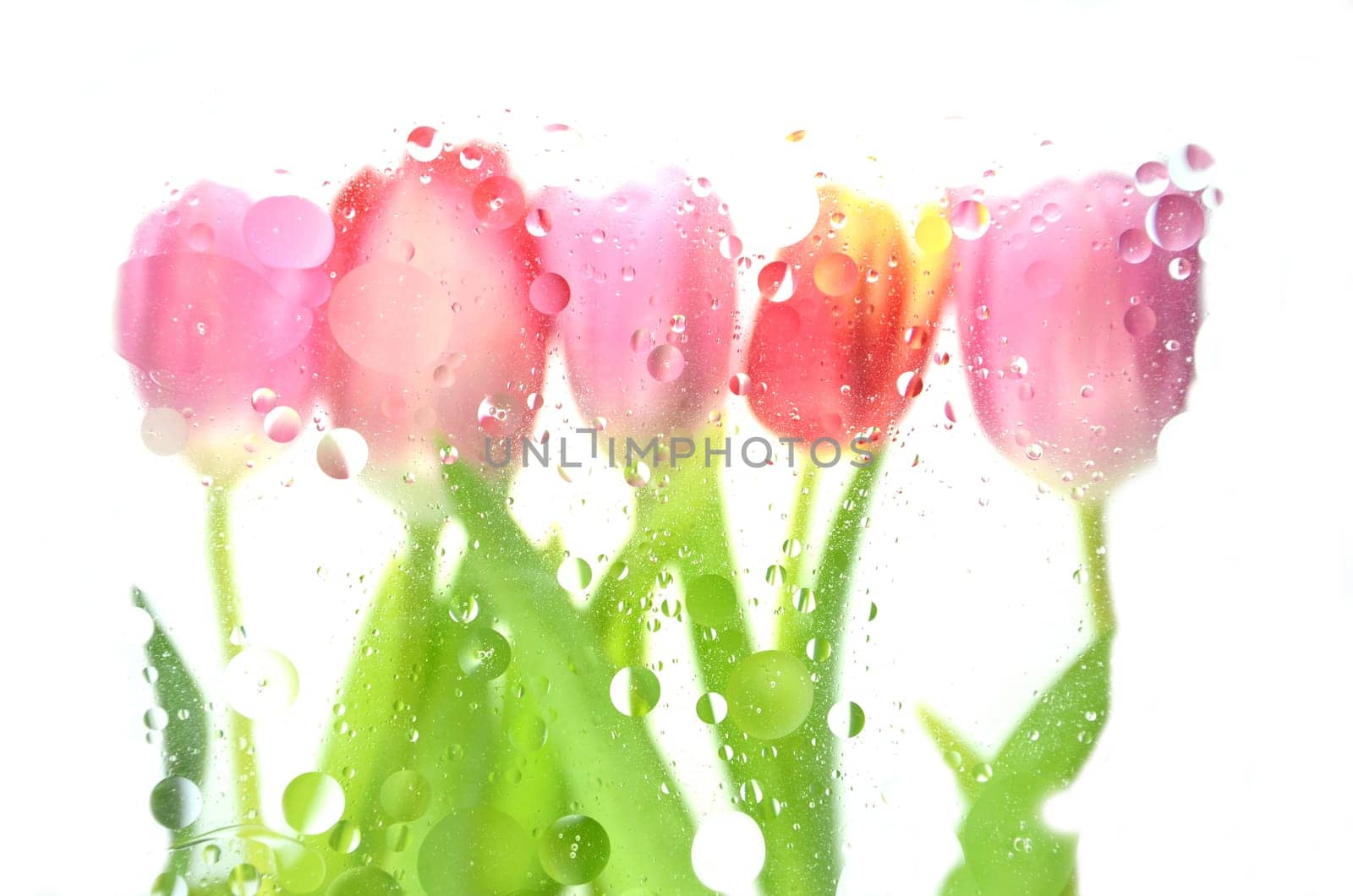 Blurred tulips isolated on white background